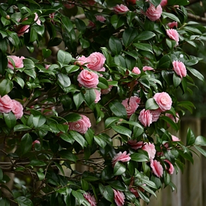 Camellia High Fragrance Japonica